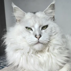 ULIGHT OF WILD GOLD (SHADOW ❤ NORDIC LIGHT 2023 Litter)