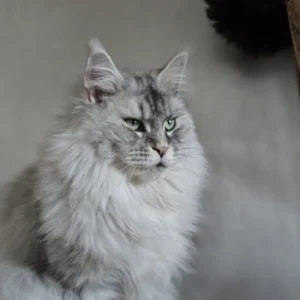 TOKIO WILD GOLD in a few words