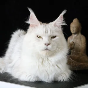 THALIOPE (WHITE ROCK'S THALIOPE)