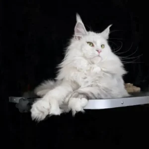 UNIKAMON of Wild Gold