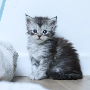 Amélia of Wild Gold Maine coon black silver blotched tabby