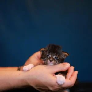 Arion of Wild Gold Maine coon black silver blotched tabby & white