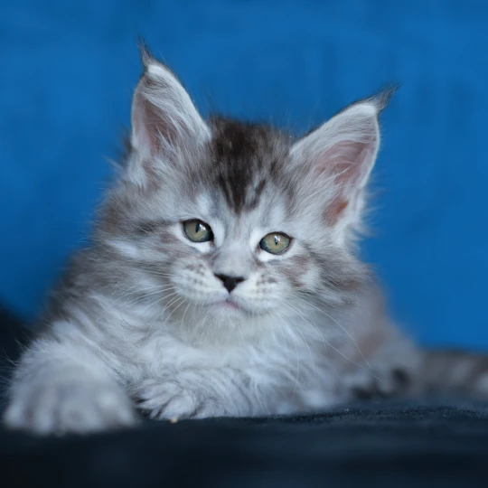 Anoréa OF WILD GOLD Maine coon black silver mackerel tabby - Image 3