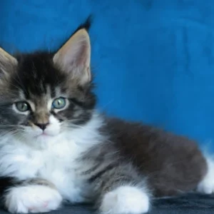Adéli of Wild Gold Maine coon black silver mackerel tabby & white