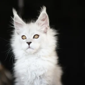 Alaska Wild Gold Maine coon black silver shaded