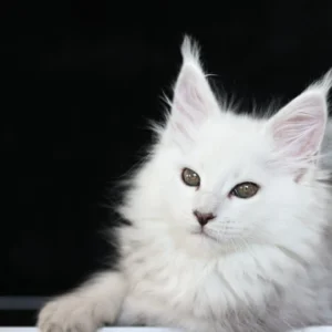 Wilma of Wild Gold Maine coon black silver shell