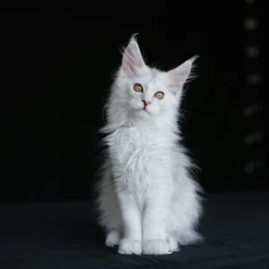 Snow Ayana WILD GOLD