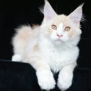 Angel Maine coon cream silver blotched tabby