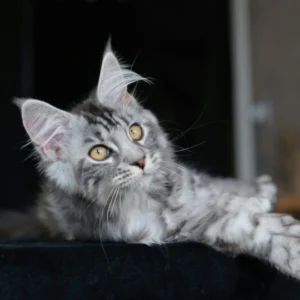 Anaya Maine coon polydactyl black tortie silver blotched tabby