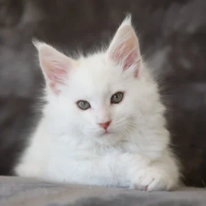 YWHITE OF WILD GOLD Maine coon red silver shell